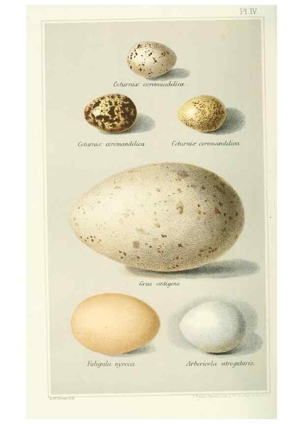 Reproducción/Reproduction 49785200703: Indian sporting birds /. London :Francis Edwards,1915.. 