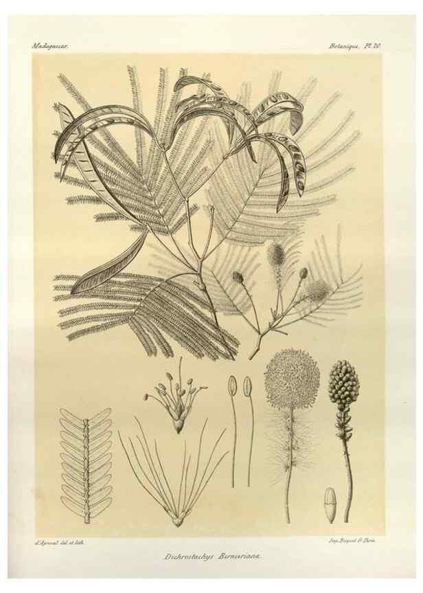 Reproducción/Reproduction 49785833001: Histoire physique, naturelle, et politique de Madagascar. Paris :Impr. nationale,1885-. 