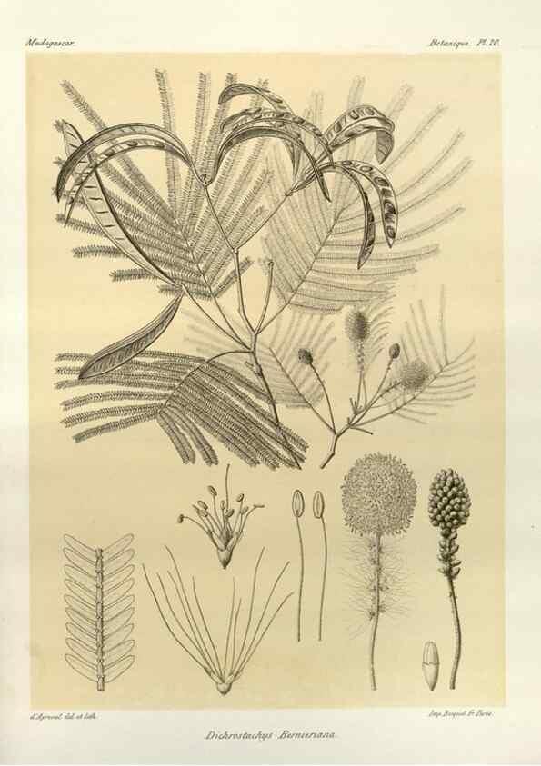 Reproducción/Reproduction 49785833001: Histoire physique, naturelle, et politique de Madagascar. Paris :Impr. nationale,1885-. 