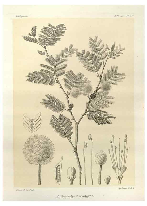 Reproducción/Reproduction 49785297093: Histoire physique, naturelle, et politique de Madagascar. Paris :Impr. nationale,1885-. 