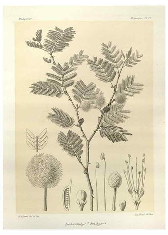 Reproducción/Reproduction 49785297093: Histoire physique, naturelle, et politique de Madagascar. Paris :Impr. nationale,1885-. 