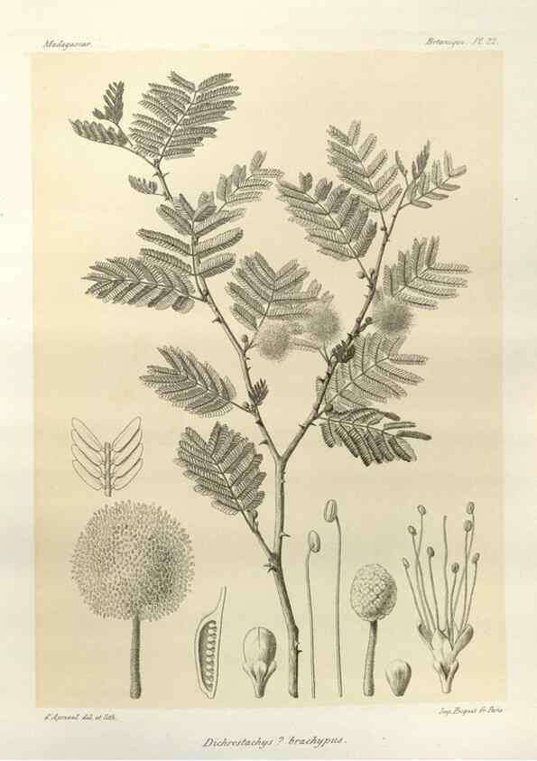 Reproducción/Reproduction 49785297093: Histoire physique, naturelle, et politique de Madagascar. Paris :Impr. nationale,1885-. 