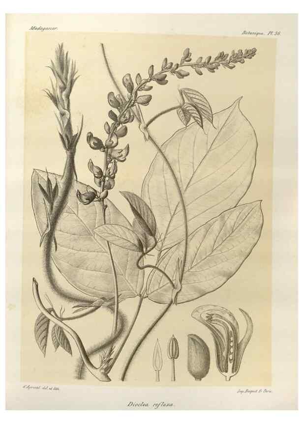 Reproducción/Reproduction 49786161767: Histoire physique, naturelle, et politique de Madagascar. Paris :Impr. nationale,1885-. 