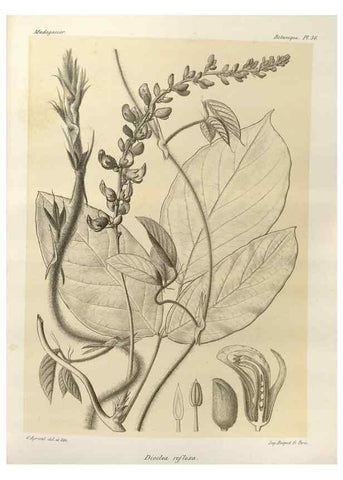 Reproducción/Reproduction 49786161767: Histoire physique, naturelle, et politique de Madagascar. Paris :Impr. nationale,1885-. 
