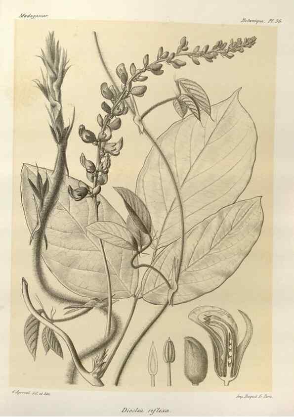 Reproducción/Reproduction 49786161767: Histoire physique, naturelle, et politique de Madagascar. Paris :Impr. nationale,1885-. 