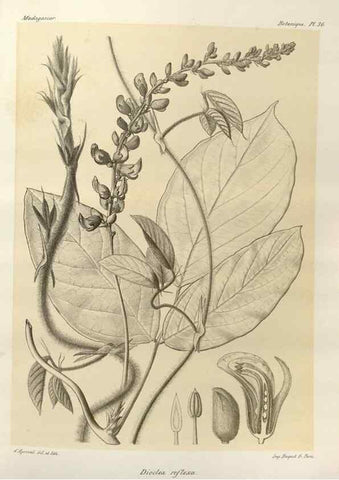 Reproducción/Reproduction 49786161767: Histoire physique, naturelle, et politique de Madagascar. Paris :Impr. nationale,1885-. 
