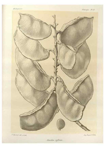 Reproducción/Reproduction 49786162062: Histoire physique, naturelle, et politique de Madagascar. Paris :Impr. nationale,1885-. 