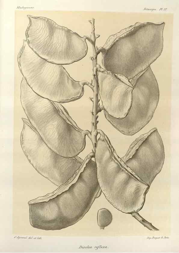 Reproducción/Reproduction 49786162062: Histoire physique, naturelle, et politique de Madagascar. Paris :Impr. nationale,1885-. 