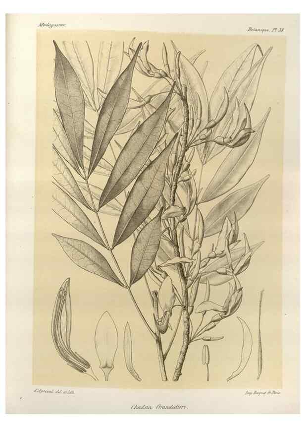 Reproducción/Reproduction 49785303568: Histoire physique, naturelle, et politique de Madagascar. Paris :Impr. nationale,1885-. 