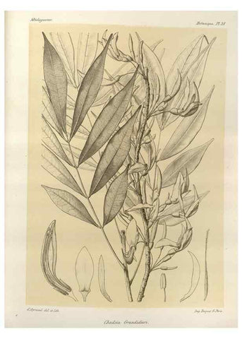 Reproducción/Reproduction 49785303568: Histoire physique, naturelle, et politique de Madagascar. Paris :Impr. nationale,1885-. 