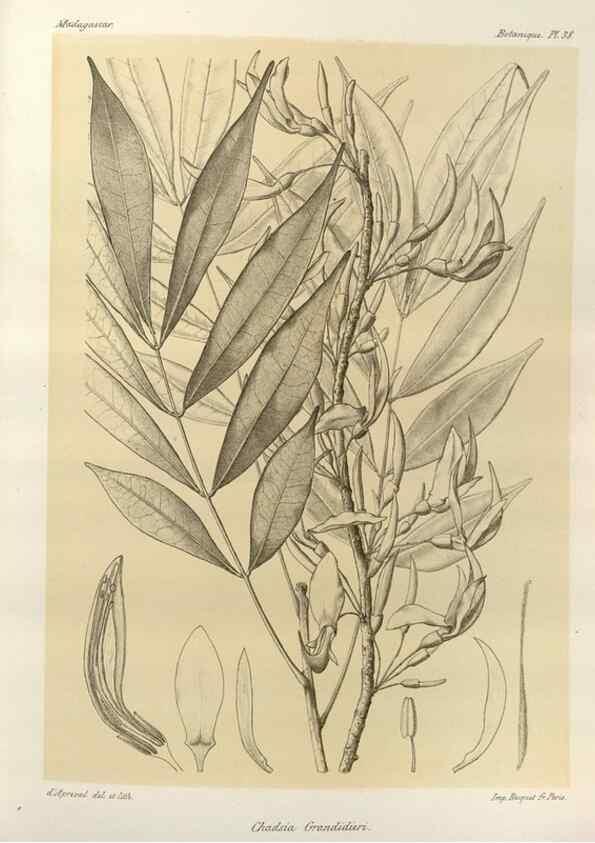 Reproducción/Reproduction 49785303568: Histoire physique, naturelle, et politique de Madagascar. Paris :Impr. nationale,1885-. 
