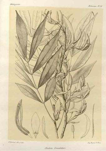 Reproducción/Reproduction 49785303568: Histoire physique, naturelle, et politique de Madagascar. Paris :Impr. nationale,1885-. 