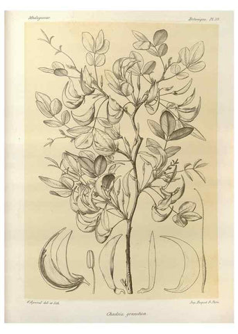 Reproducción/Reproduction 49785840766: Histoire physique, naturelle, et politique de Madagascar. Paris :Impr. nationale,1885-. 