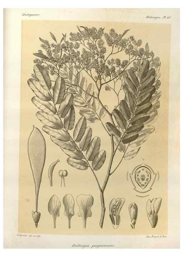 Reproducción/Reproduction 49785304138: Histoire physique, naturelle, et politique de Madagascar. Paris :Impr. nationale,1885-. 