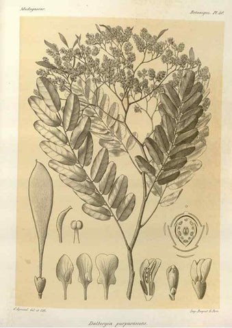 Reproducción/Reproduction 49785304138: Histoire physique, naturelle, et politique de Madagascar. Paris :Impr. nationale,1885-. 