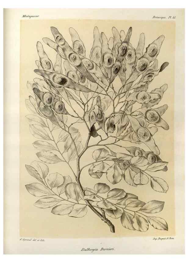 Reproducción/Reproduction 49785304578: Histoire physique, naturelle, et politique de Madagascar. Paris :Impr. nationale,1885-. 