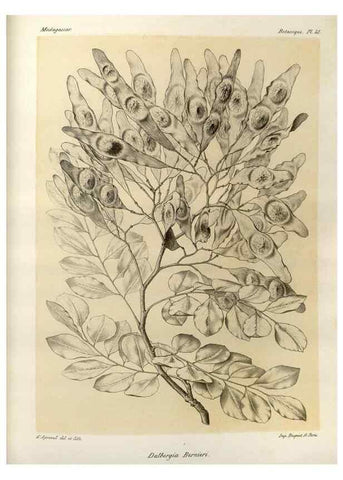 Reproducción/Reproduction 49785304578: Histoire physique, naturelle, et politique de Madagascar. Paris :Impr. nationale,1885-. 