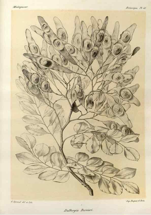 Reproducción/Reproduction 49785304578: Histoire physique, naturelle, et politique de Madagascar. Paris :Impr. nationale,1885-. 