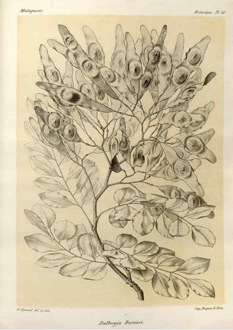 Reproducción/Reproduction 49785304578: Histoire physique, naturelle, et politique de Madagascar. Paris :Impr. nationale,1885-. 