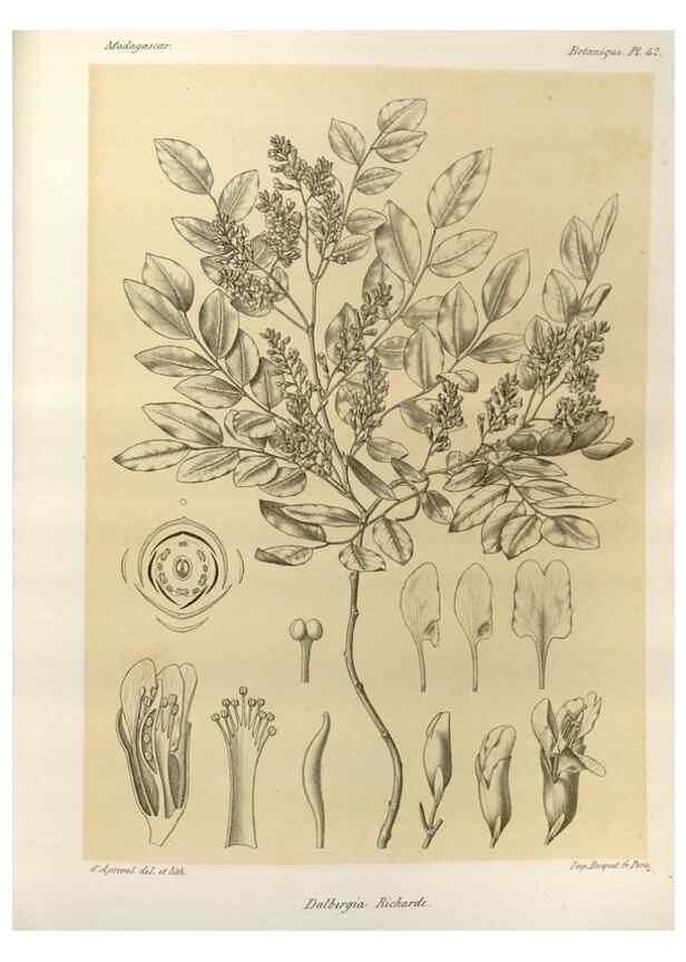 Reproducción/Reproduction 49785841686: Histoire physique, naturelle, et politique de Madagascar. Paris :Impr. nationale,1885-. 
