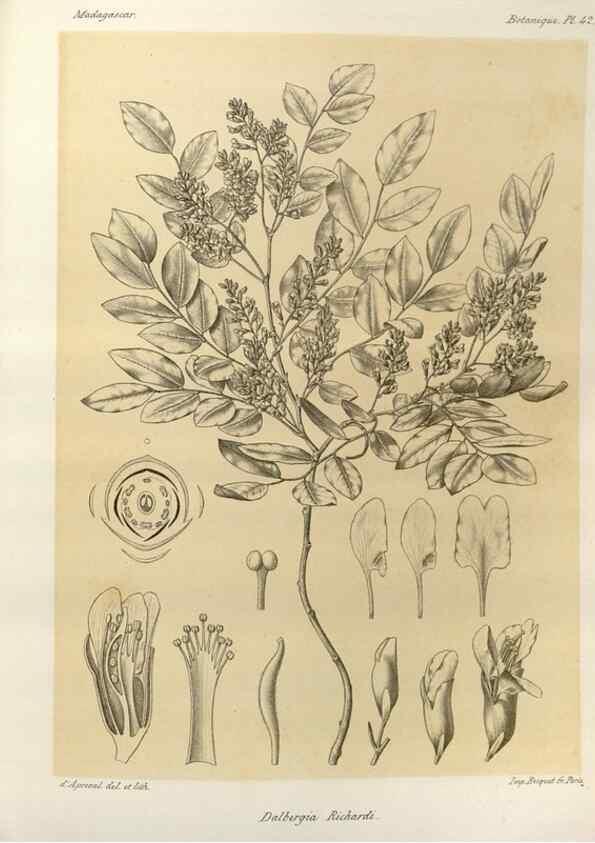 Reproducción/Reproduction 49785841686: Histoire physique, naturelle, et politique de Madagascar. Paris :Impr. nationale,1885-. 
