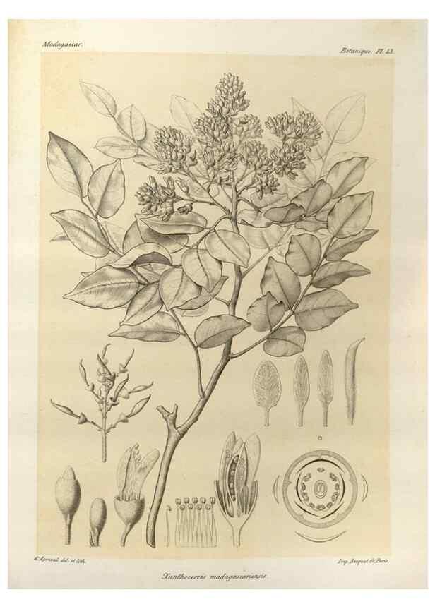 Reproducción/Reproduction 49785305128: Histoire physique, naturelle, et politique de Madagascar. Paris :Impr. nationale,1885-. 
