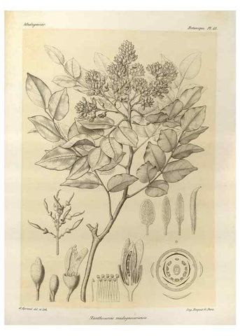 Reproducción/Reproduction 49785305128: Histoire physique, naturelle, et politique de Madagascar. Paris :Impr. nationale,1885-. 