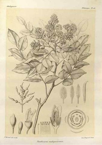 Reproducción/Reproduction 49785305128: Histoire physique, naturelle, et politique de Madagascar. Paris :Impr. nationale,1885-. 