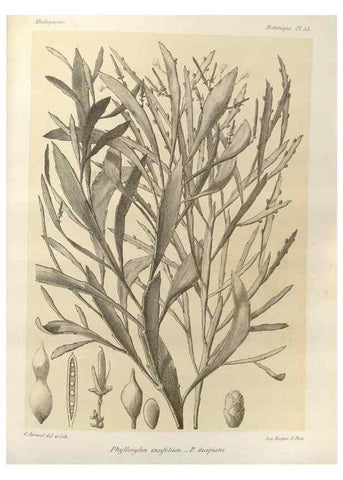 Reproducción/Reproduction 49786164282: Histoire physique, naturelle, et politique de Madagascar. Paris :Impr. nationale,1885-. 