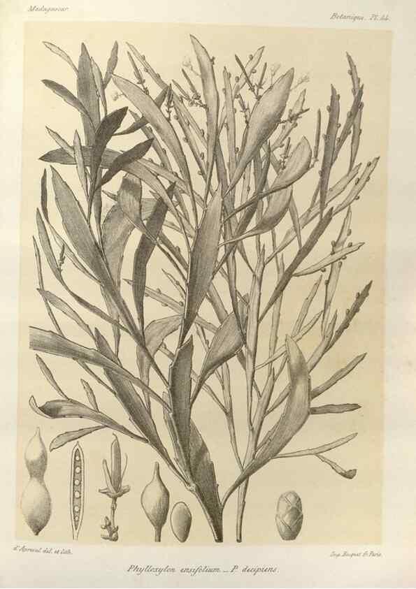 Reproducción/Reproduction 49786164282: Histoire physique, naturelle, et politique de Madagascar. Paris :Impr. nationale,1885-. 