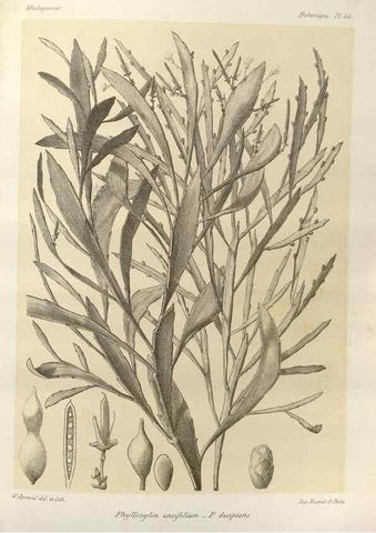 Reproducción/Reproduction 49786164282: Histoire physique, naturelle, et politique de Madagascar. Paris :Impr. nationale,1885-. 