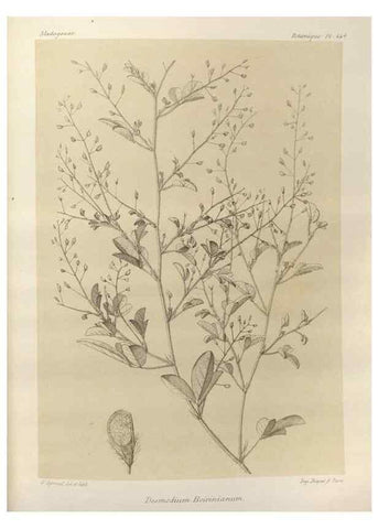Reproducción/Reproduction 49785306003: Histoire physique, naturelle, et politique de Madagascar. Paris :Impr. nationale,1885-. 