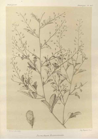 Reproducción/Reproduction 49785306003: Histoire physique, naturelle, et politique de Madagascar. Paris :Impr. nationale,1885-. 