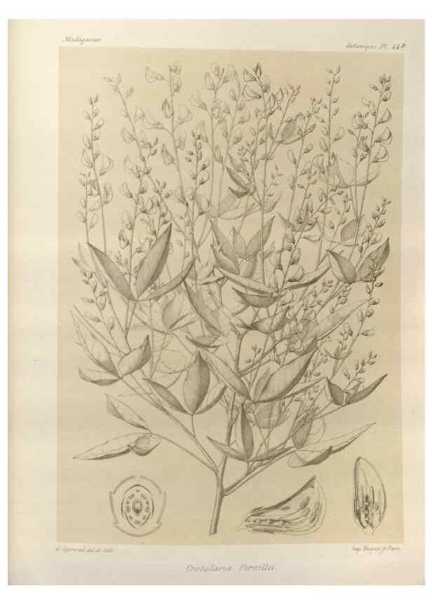 Reproducción/Reproduction 49786164902: Histoire physique, naturelle, et politique de Madagascar. Paris :Impr. nationale,1885-. 