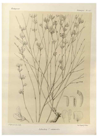 Reproducción/Reproduction 49786165137: Histoire physique, naturelle, et politique de Madagascar. Paris :Impr. nationale,1885-. 