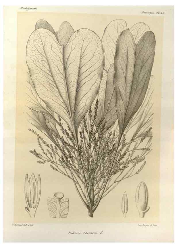 Reproducción/Reproduction 49785306883: Histoire physique, naturelle, et politique de Madagascar. Paris :Impr. nationale,1885-. 