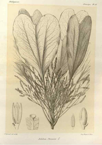 Reproducción/Reproduction 49785306883: Histoire physique, naturelle, et politique de Madagascar. Paris :Impr. nationale,1885-. 