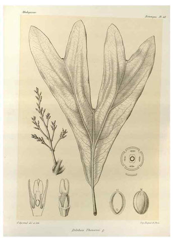 Reproducción/Reproduction 49786165797: Histoire physique, naturelle, et politique de Madagascar. Paris :Impr. nationale,1885-. 
