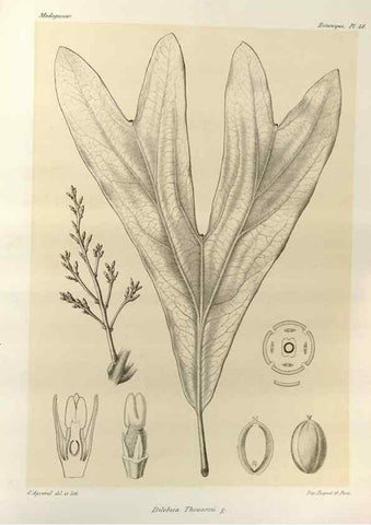 Reproducción/Reproduction 49786165797: Histoire physique, naturelle, et politique de Madagascar. Paris :Impr. nationale,1885-. 