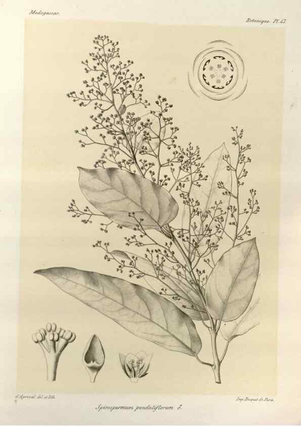 Reproducción/Reproduction 49786166132: Histoire physique, naturelle, et politique de Madagascar. Paris :Impr. nationale,1885-. 
