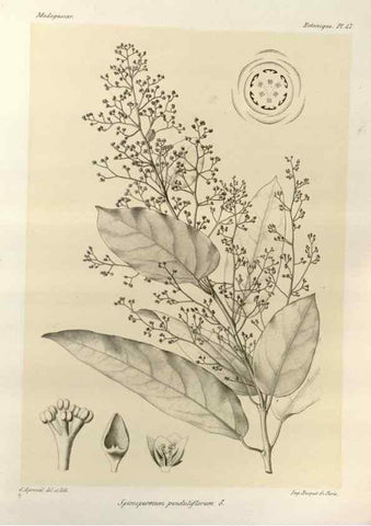 Reproducción/Reproduction 49786166132: Histoire physique, naturelle, et politique de Madagascar. Paris :Impr. nationale,1885-. 