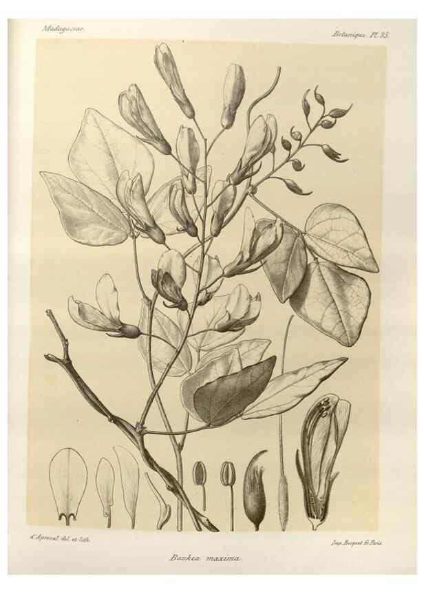 Reproducción/Reproduction 49785839681: Histoire physique, naturelle, et politique de Madagascar. Paris :Impr. nationale,1885-. 