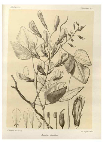 Reproducción/Reproduction 49785839681: Histoire physique, naturelle, et politique de Madagascar. Paris :Impr. nationale,1885-. 