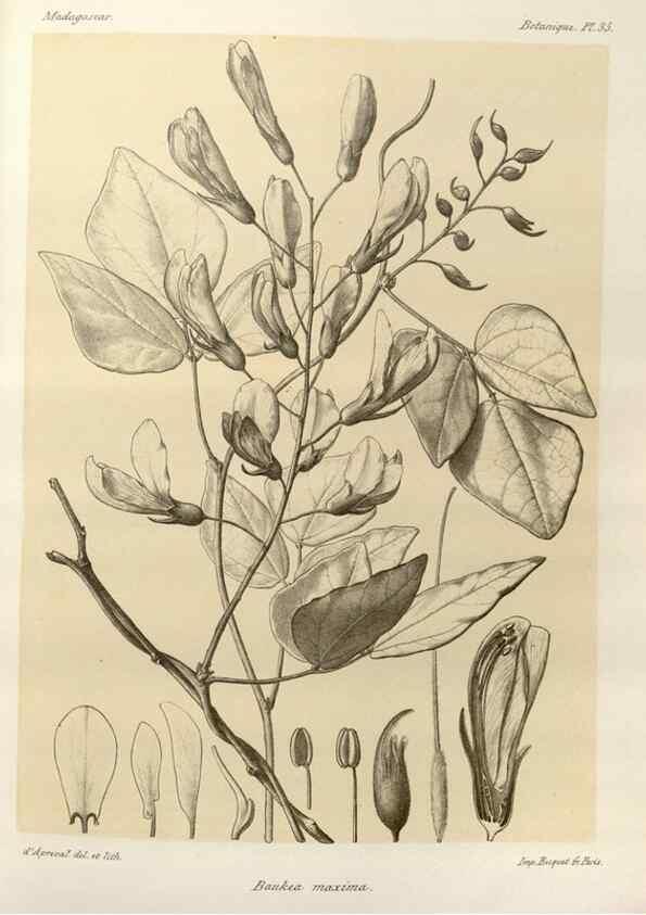Reproducción/Reproduction 49785839681: Histoire physique, naturelle, et politique de Madagascar. Paris :Impr. nationale,1885-. 