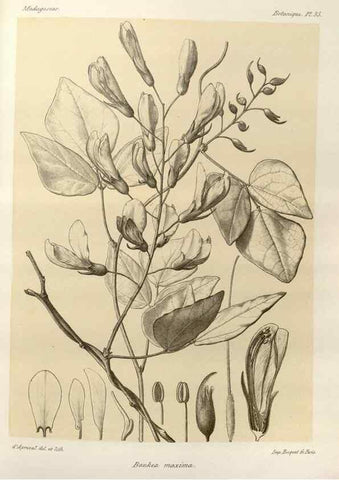 Reproducción/Reproduction 49785839681: Histoire physique, naturelle, et politique de Madagascar. Paris :Impr. nationale,1885-. 