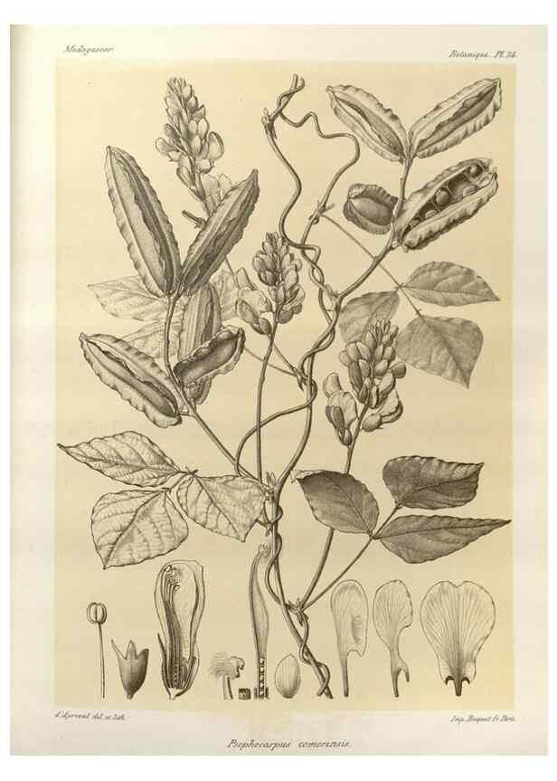 Reproducción/Reproduction 49786161157: Histoire physique, naturelle, et politique de Madagascar. Paris :Impr. nationale,1885-. 