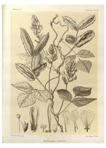 Reproducción/Reproduction 49786161157: Histoire physique, naturelle, et politique de Madagascar. Paris :Impr. nationale,1885-. 