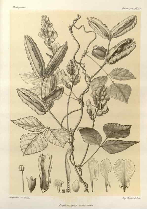 Reproducción/Reproduction 49786161157: Histoire physique, naturelle, et politique de Madagascar. Paris :Impr. nationale,1885-. 
