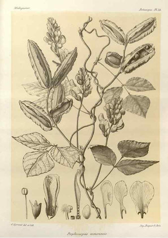Reproducción/Reproduction 49786161157: Histoire physique, naturelle, et politique de Madagascar. Paris :Impr. nationale,1885-. 