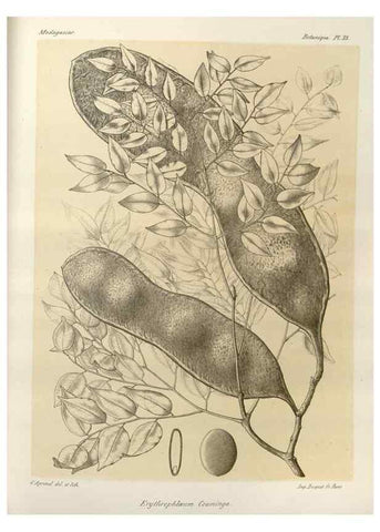Reproducción/Reproduction 49785302278: Histoire physique, naturelle, et politique de Madagascar. Paris :Impr. nationale,1885-. 